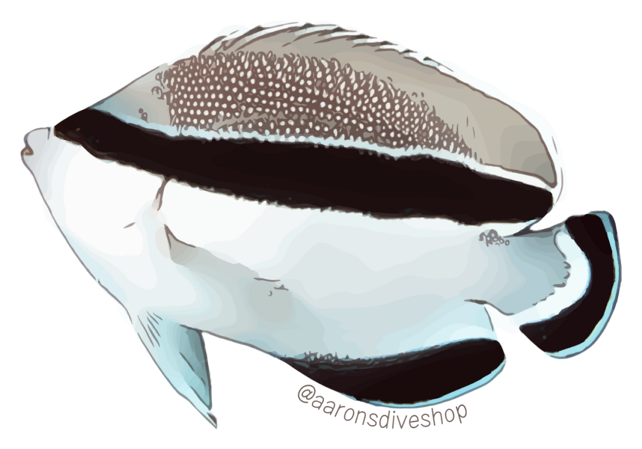 Bandit Angelfish Sticker