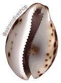 Cowrie Sticker