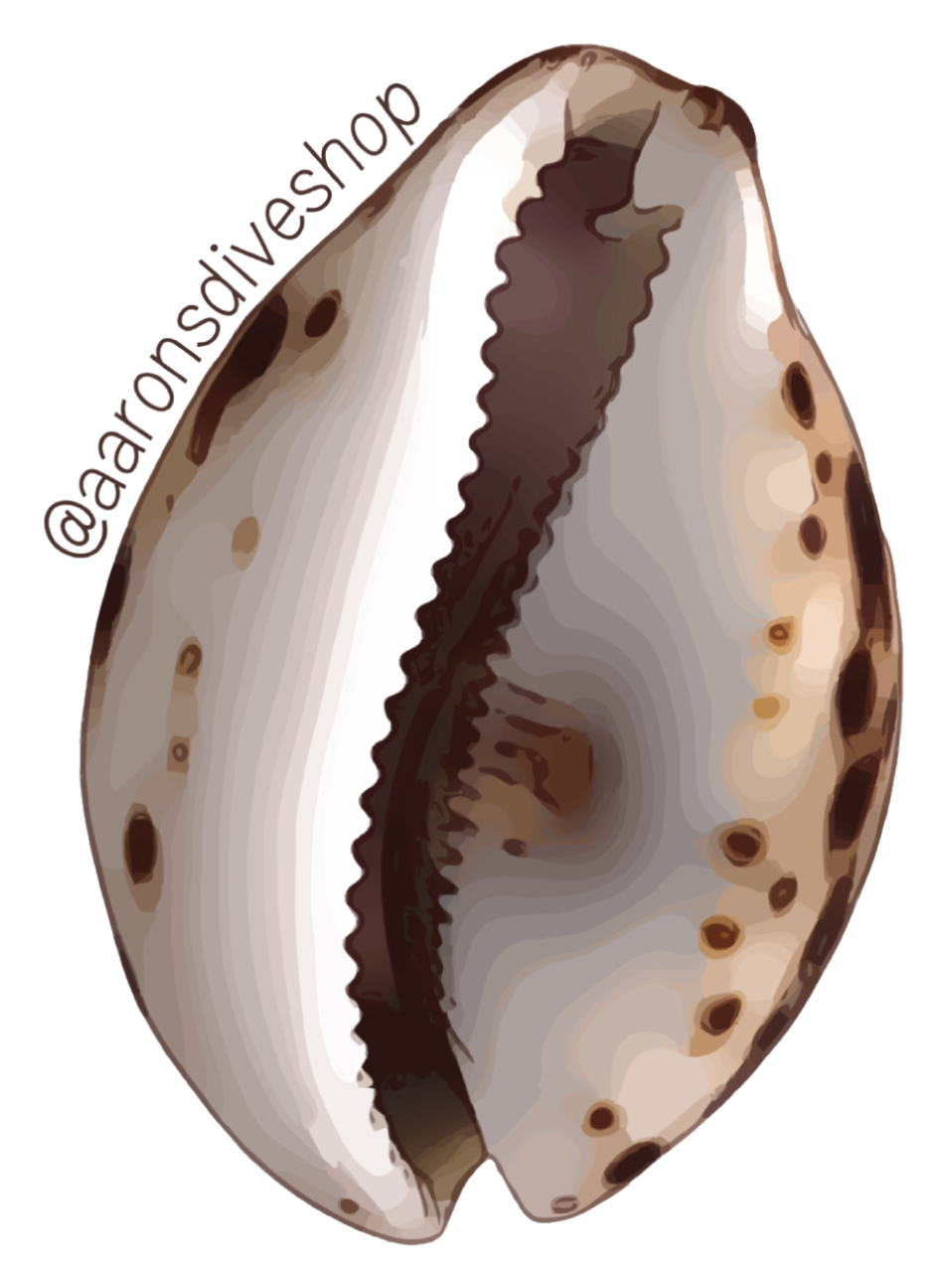 Cowrie Sticker