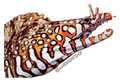 Dragon Moray Sticker