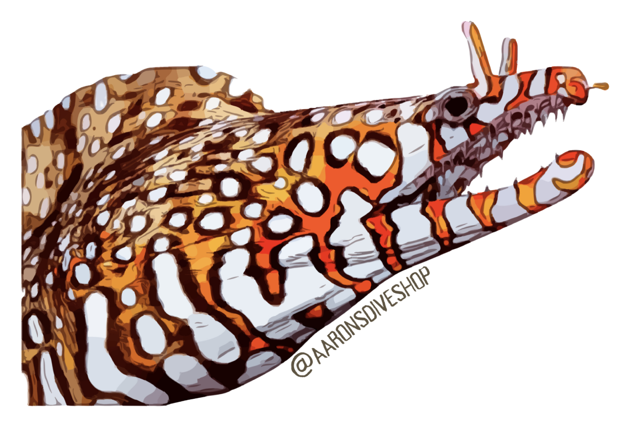 Dragon Moray Sticker