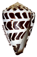 Hebrew Cone Sticker