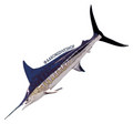 Marlin Sticker