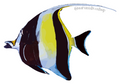 Moorish Idol Sticker