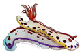 Nudibranch 1 Sticker