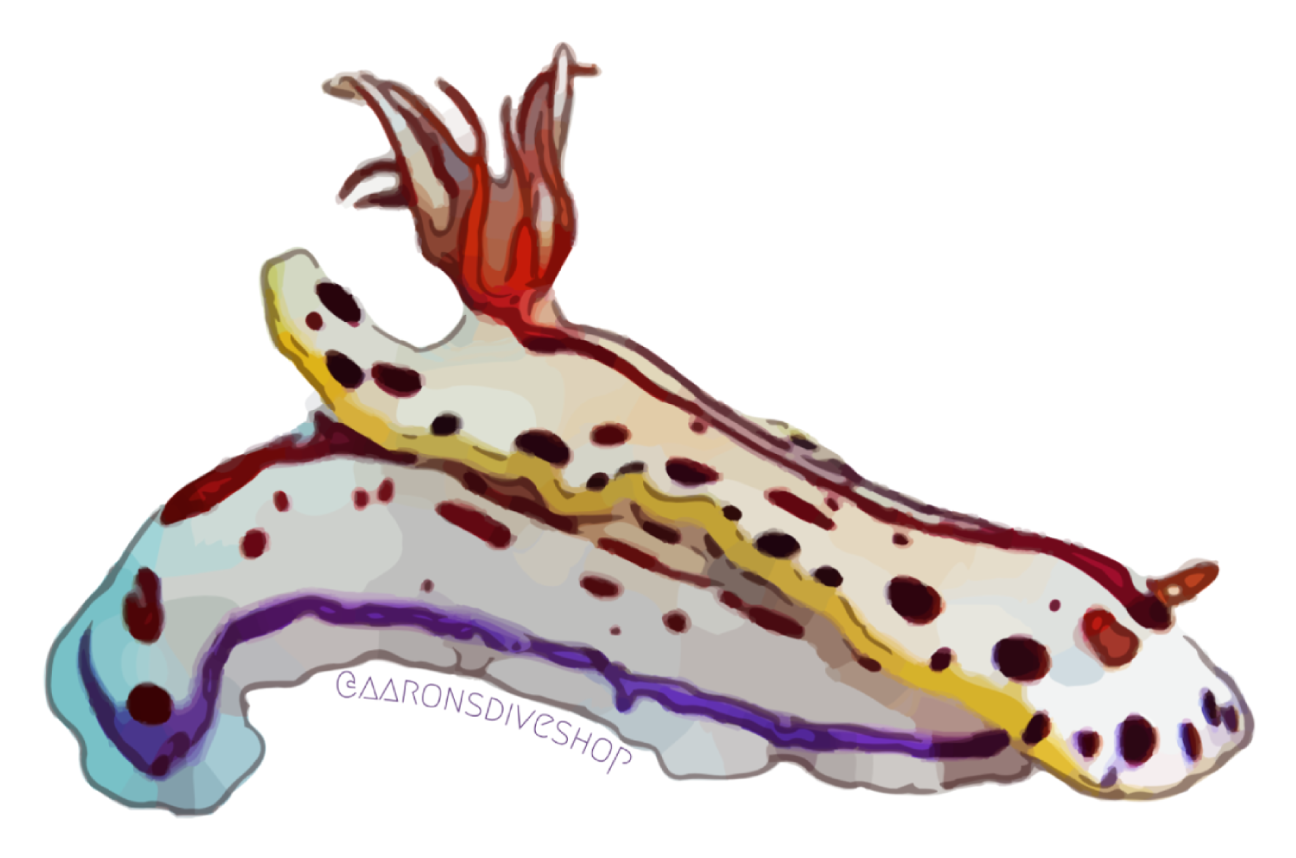 Nudibranch 1 Sticker