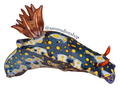 Nudibranch 2 Sticker