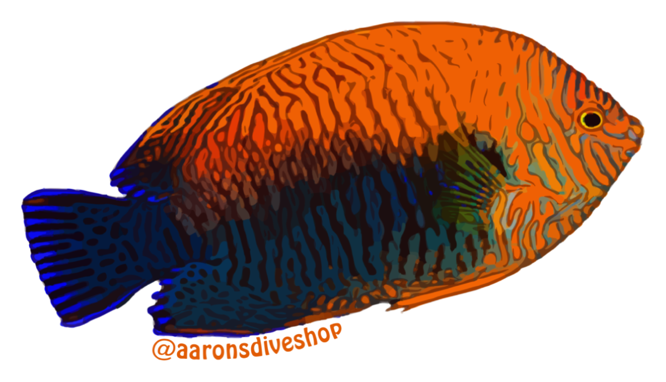 Potters Angelfish Sticker