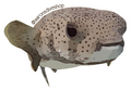 Pufferfish Sticker