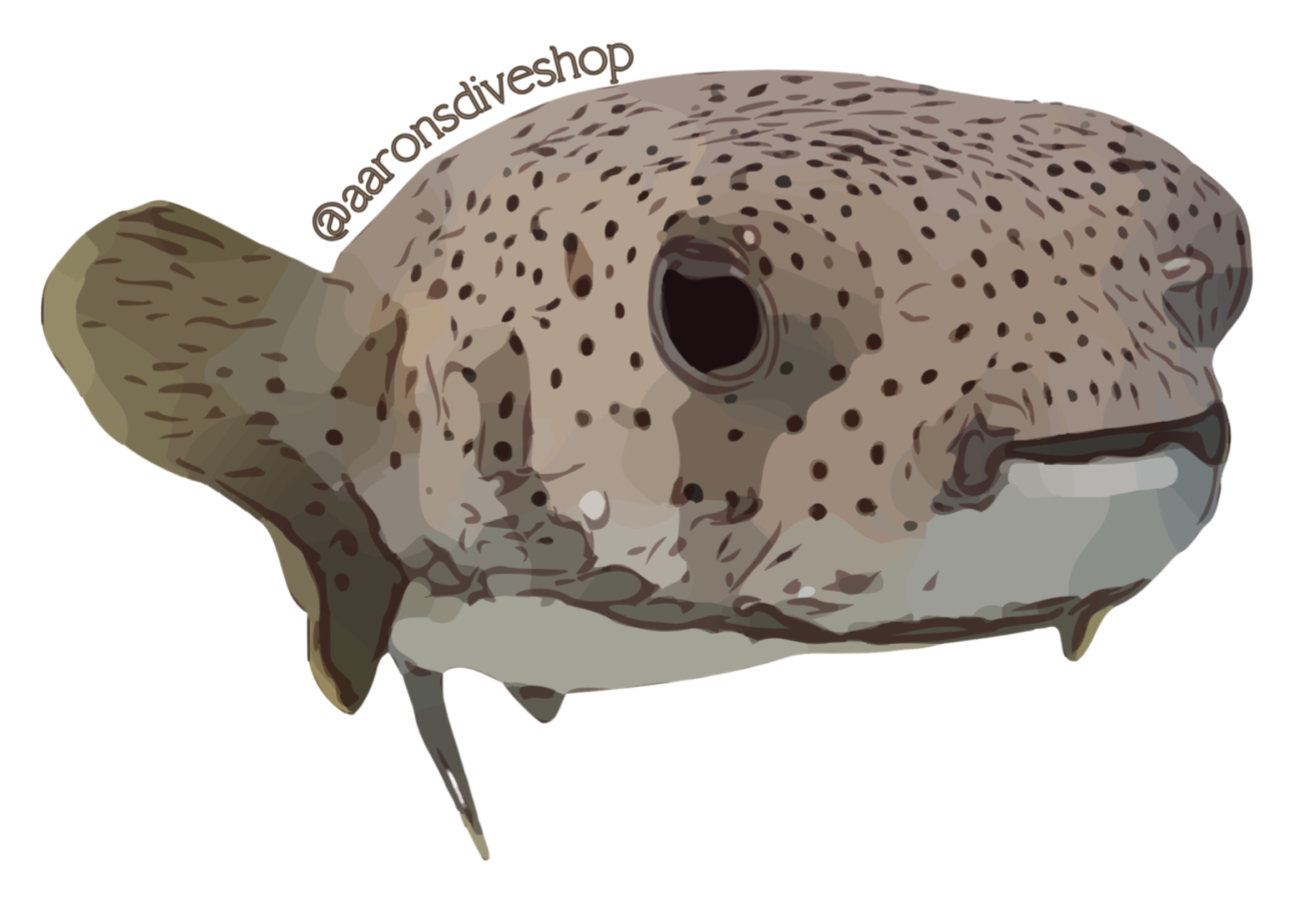 Pufferfish Sticker