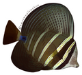 Sailfin Tang Sticker