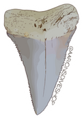 Sharktooth Sticker