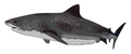 Tiger Shark Sticker
