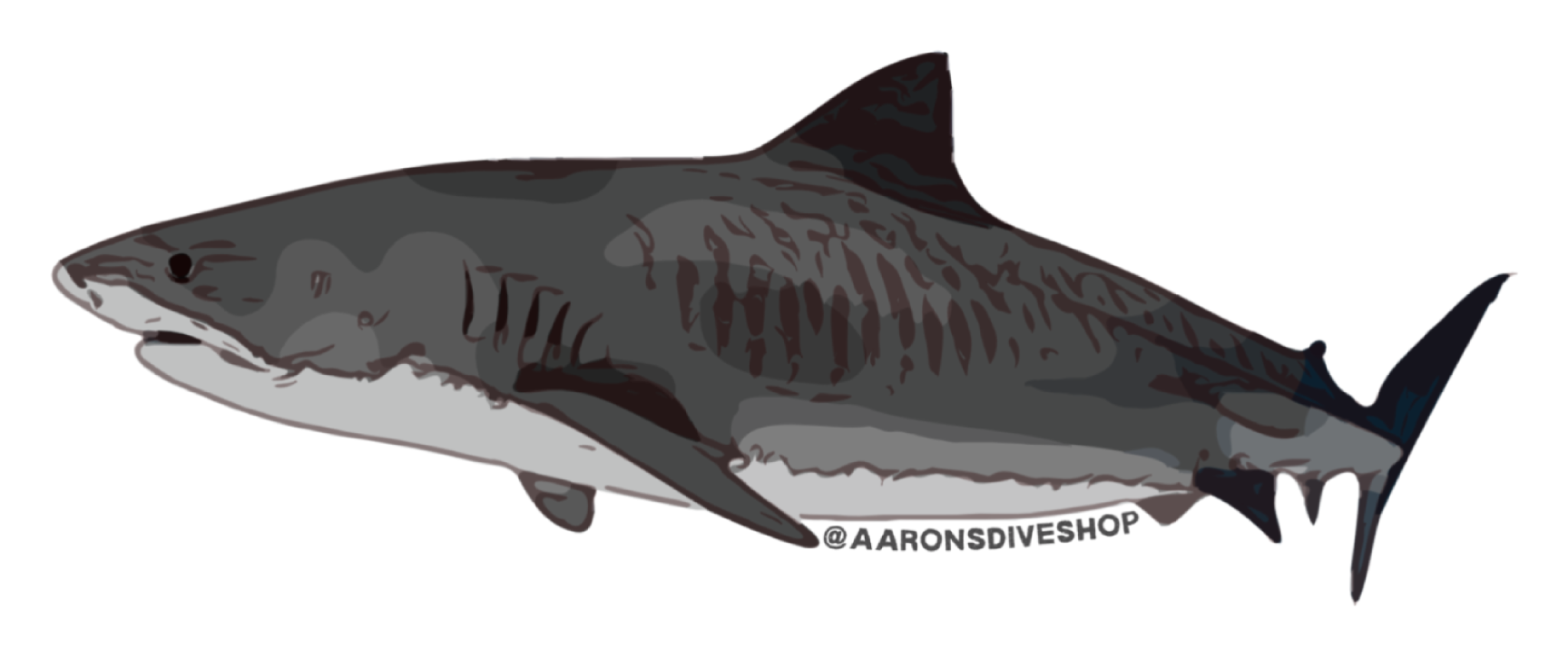 Tiger Shark Sticker