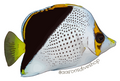Tinker ButterflyfishSticker