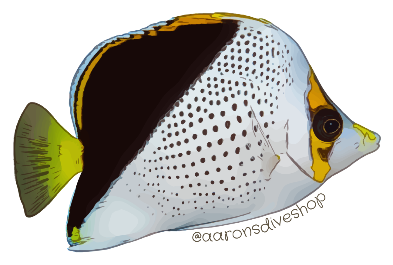 Tinker ButterflyfishSticker