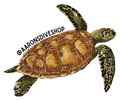 Turtle Sticker