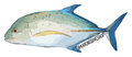 Ulua Sticker