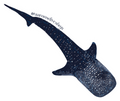 Whale Shark Sticker