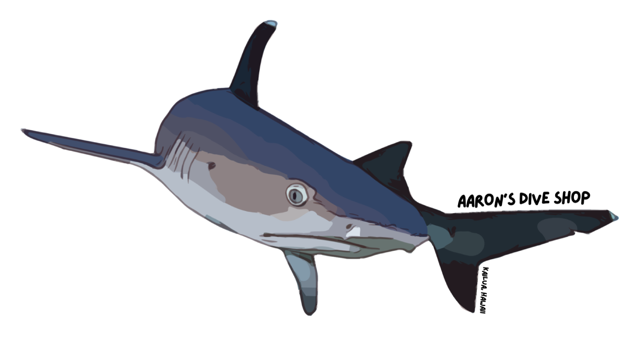 White Tip Reef Shark Sticker